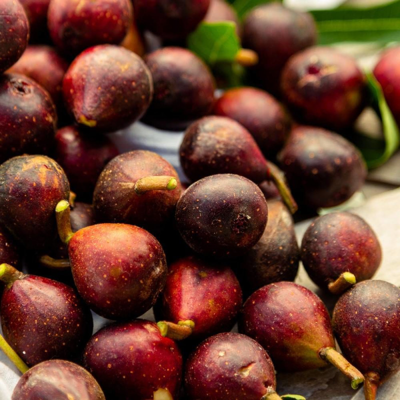 Figuier nain Little Miss Figgy, Ficus carica