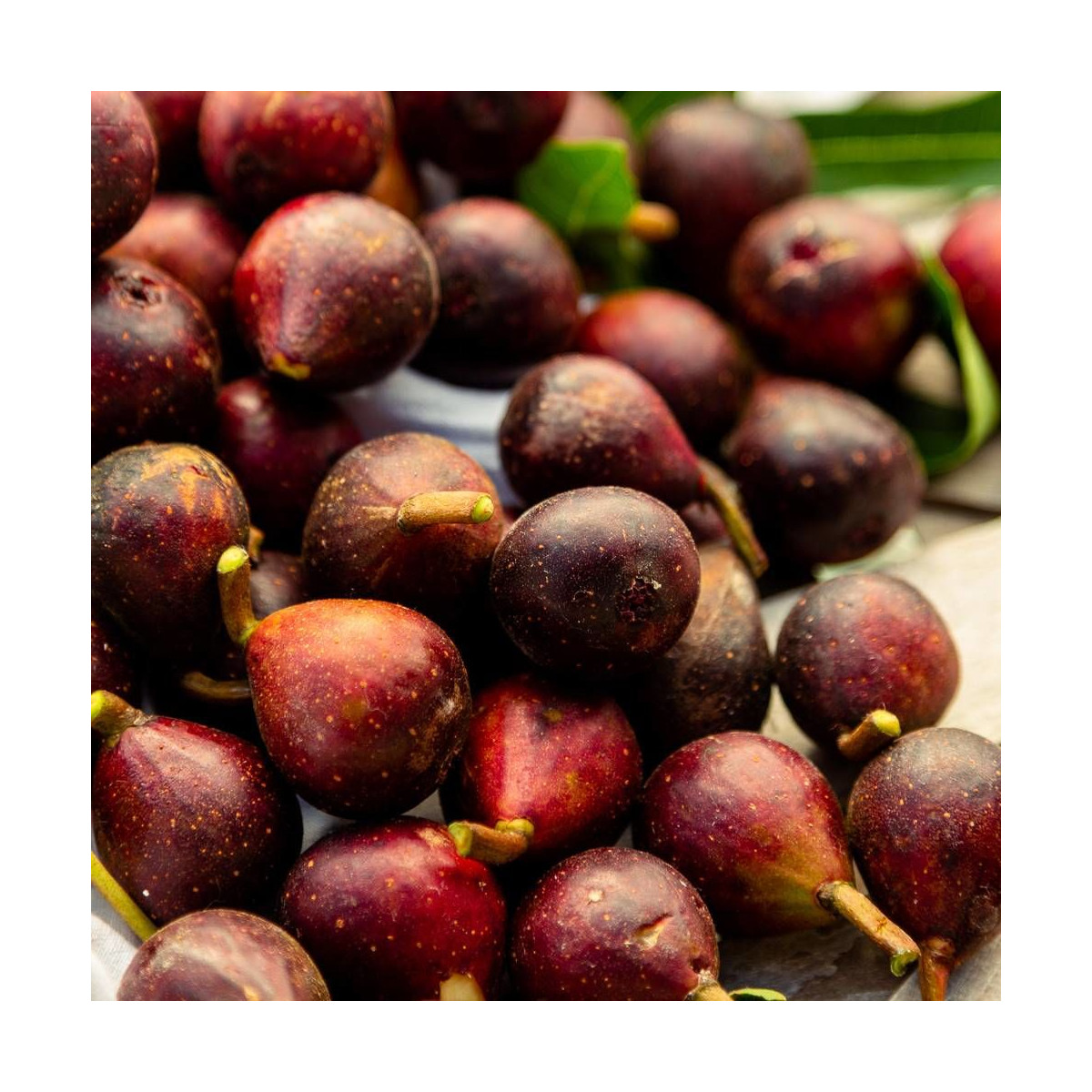 Figuier nain Little Miss Figgy, Ficus carica