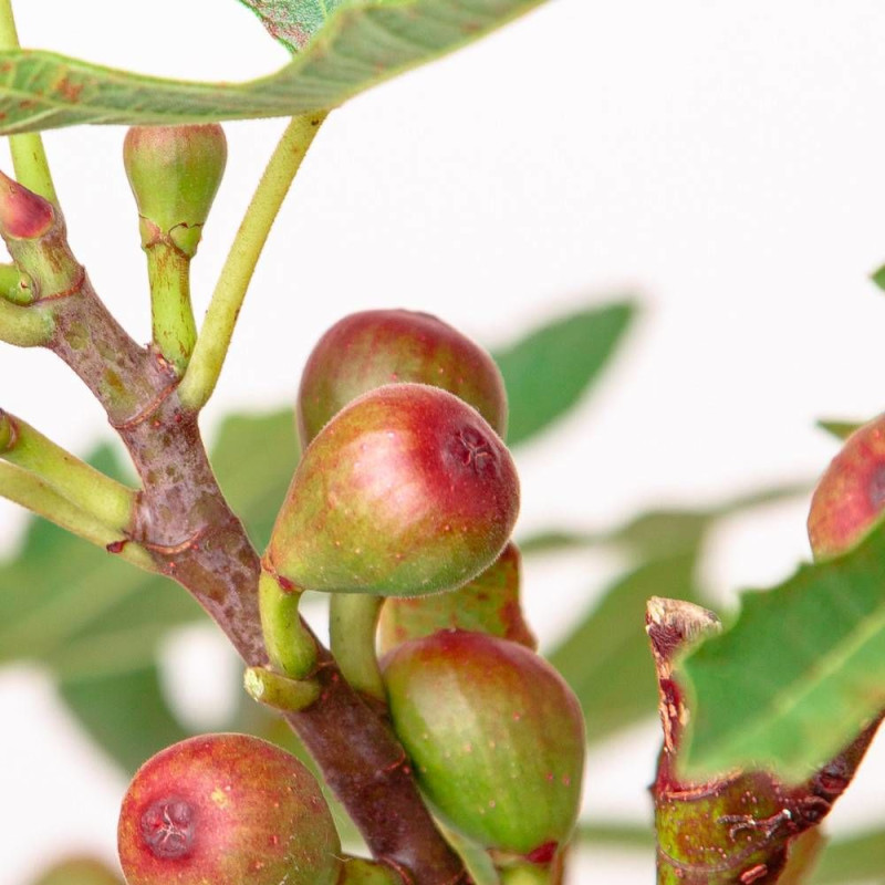 Figuier nain Little Miss Figgy, Ficus carica