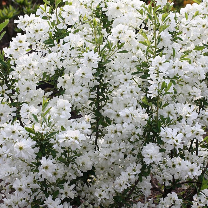 Arbre aux perles MAGICAL SPRINGTIME® 'Kolmaspri', Exochorda, Exochorde