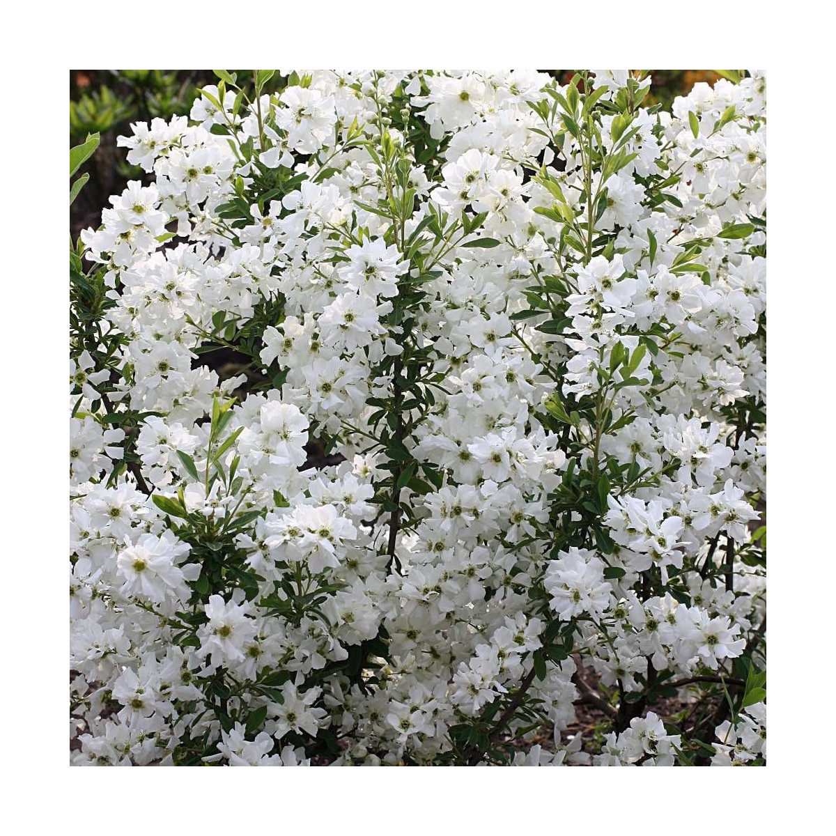 Arbre aux perles MAGICAL SPRINGTIME® 'Kolmaspri', Exochorda, Exocorde