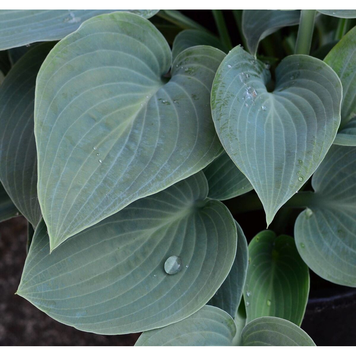Hosta Bressingham Blue