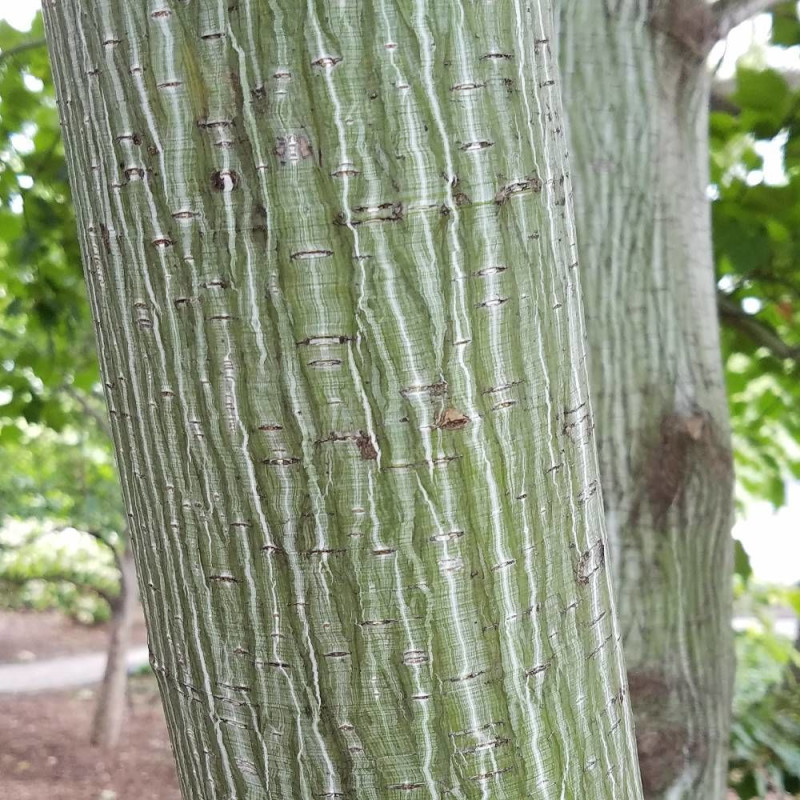 Érable du Père David Viper® 'Mindavi', Acer davidii