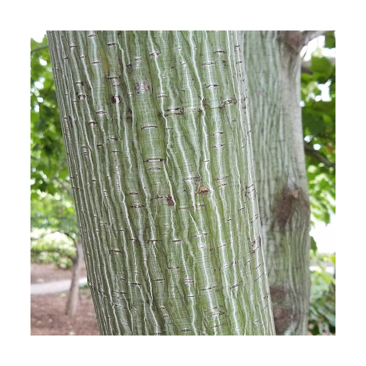 Érable du Père David Viper® 'Mindavi', Acer davidii Érable du Père David Viper® 'Mindavi', Acer davidii