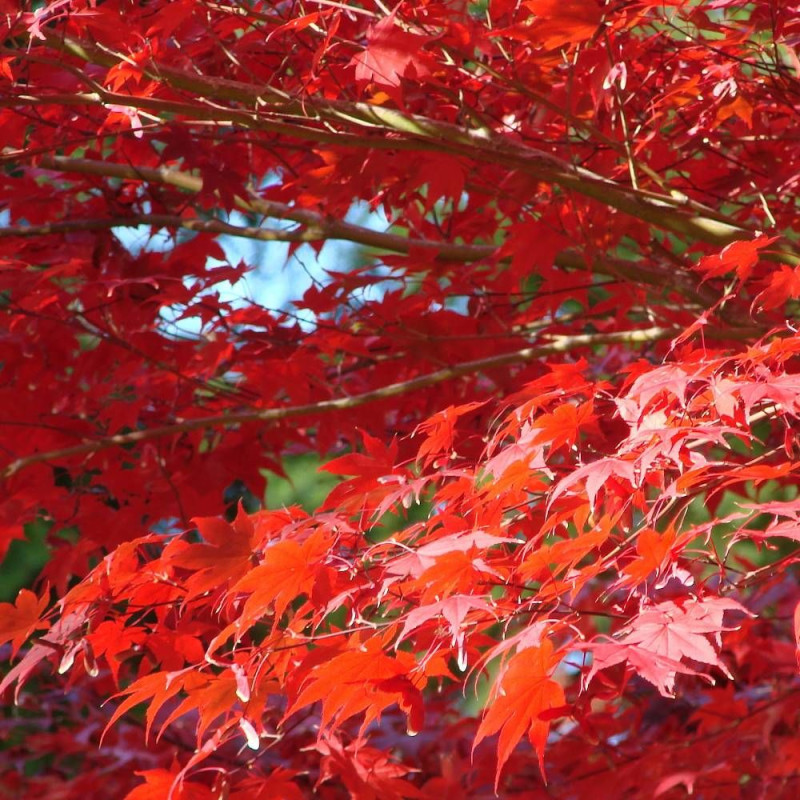Érable du Japon Shirazz, Acer palmatum