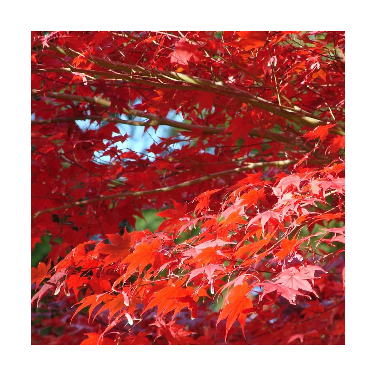 Érable du Japon Shirazz, Acer palmatum