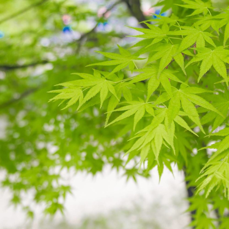 Érable du Japon Summer Gold, Acer palmatum