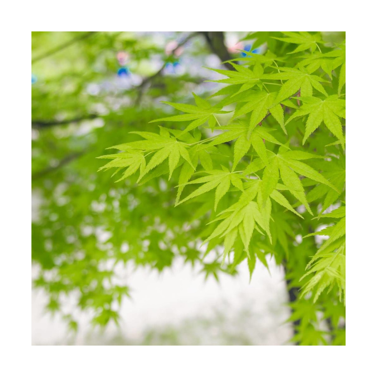 Érable du Japon Summer Gold, Acer palmatum