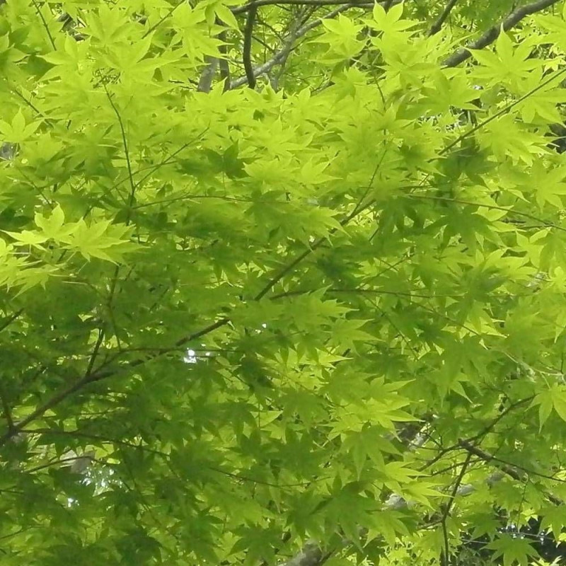 Érable du Japon Summer Gold, Acer palmatum