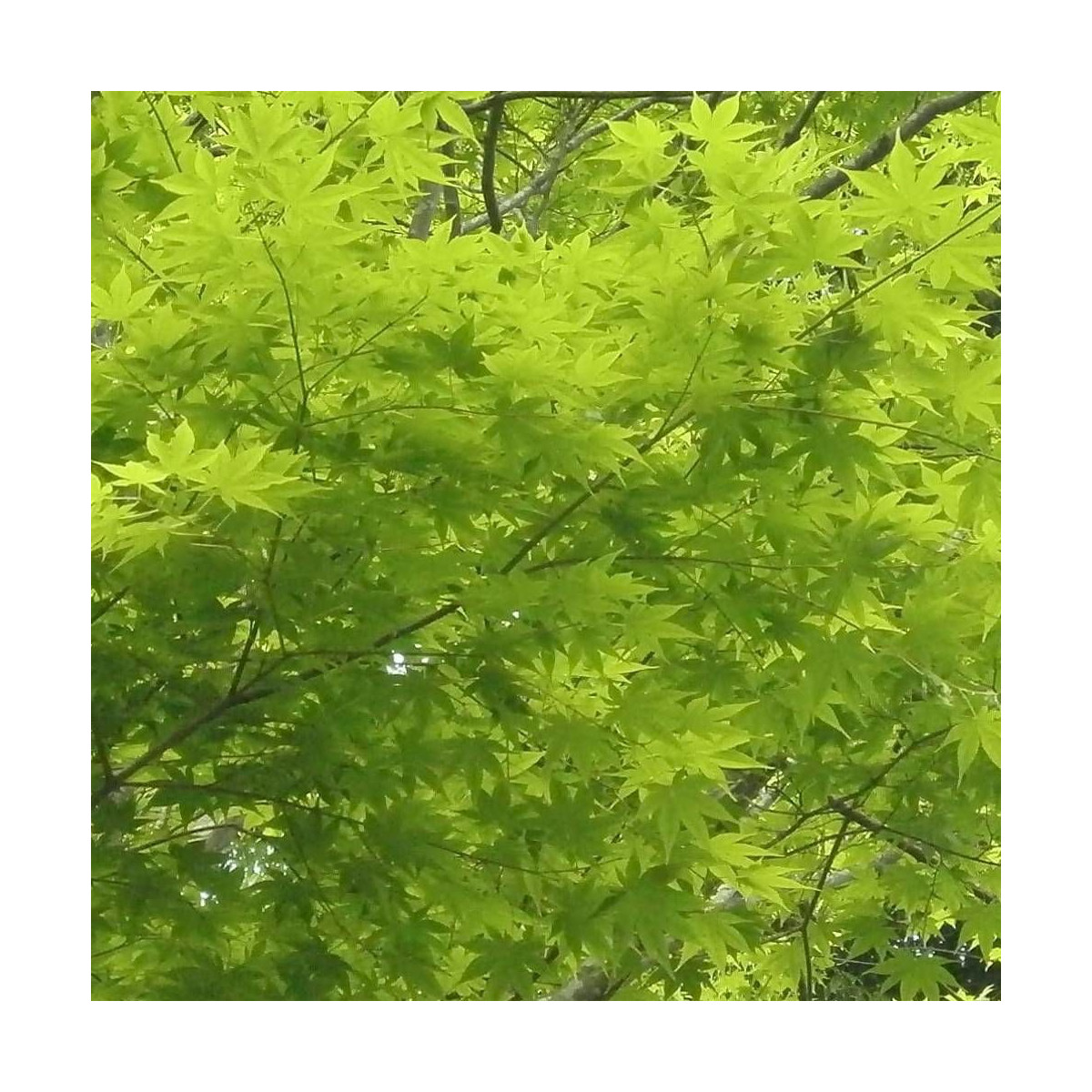 Érable du Japon Summer Gold, Acer palmatum