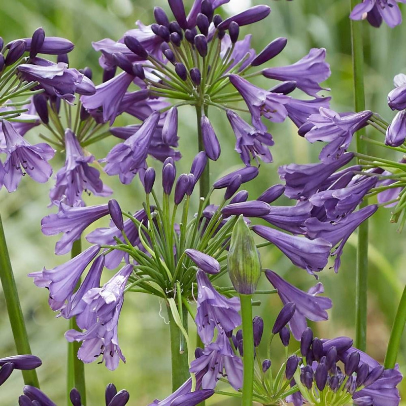 Agapanthe EVERPANTHUS® Poppin' Purple® 'MP003'