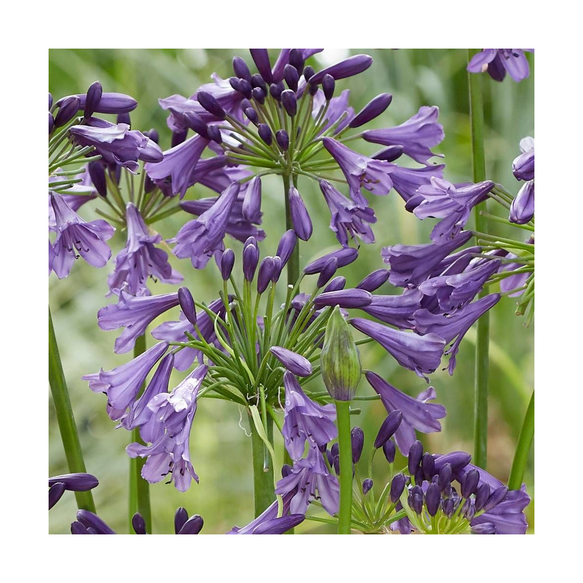 Agapanthe x Poppin' Purple® 'MP003'