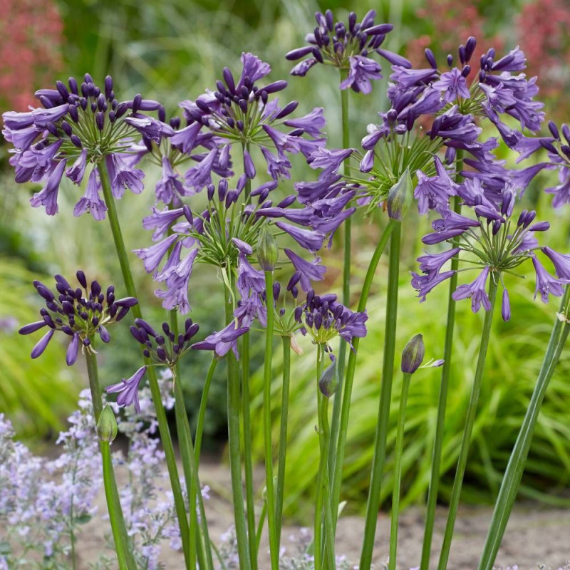 Agapanthe EVERPANTHUS® Poppin' Purple® 'MP003'