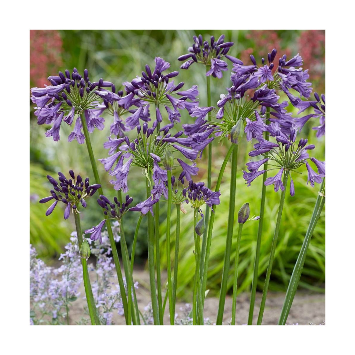 Agapanthe x Poppin' Purple® 'MP003'