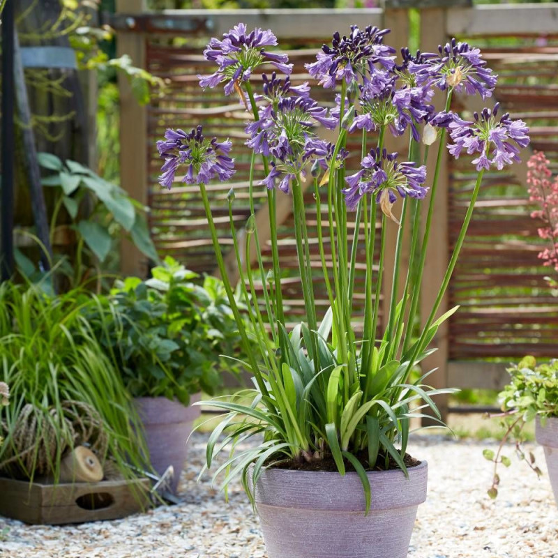 Agapanthe x Poppin' Purple® 'MP003'