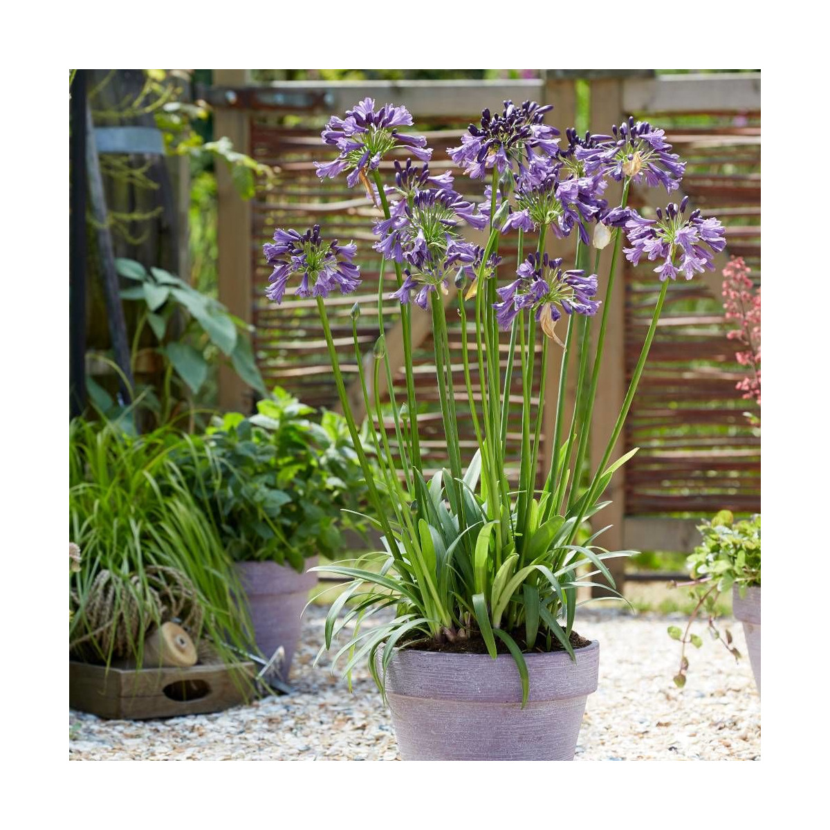 Agapanthe x Poppin' Purple® 'MP003'