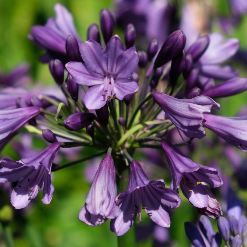 Agapanthe EVERPANTHUS® Poppin' Purple® 'MP003'