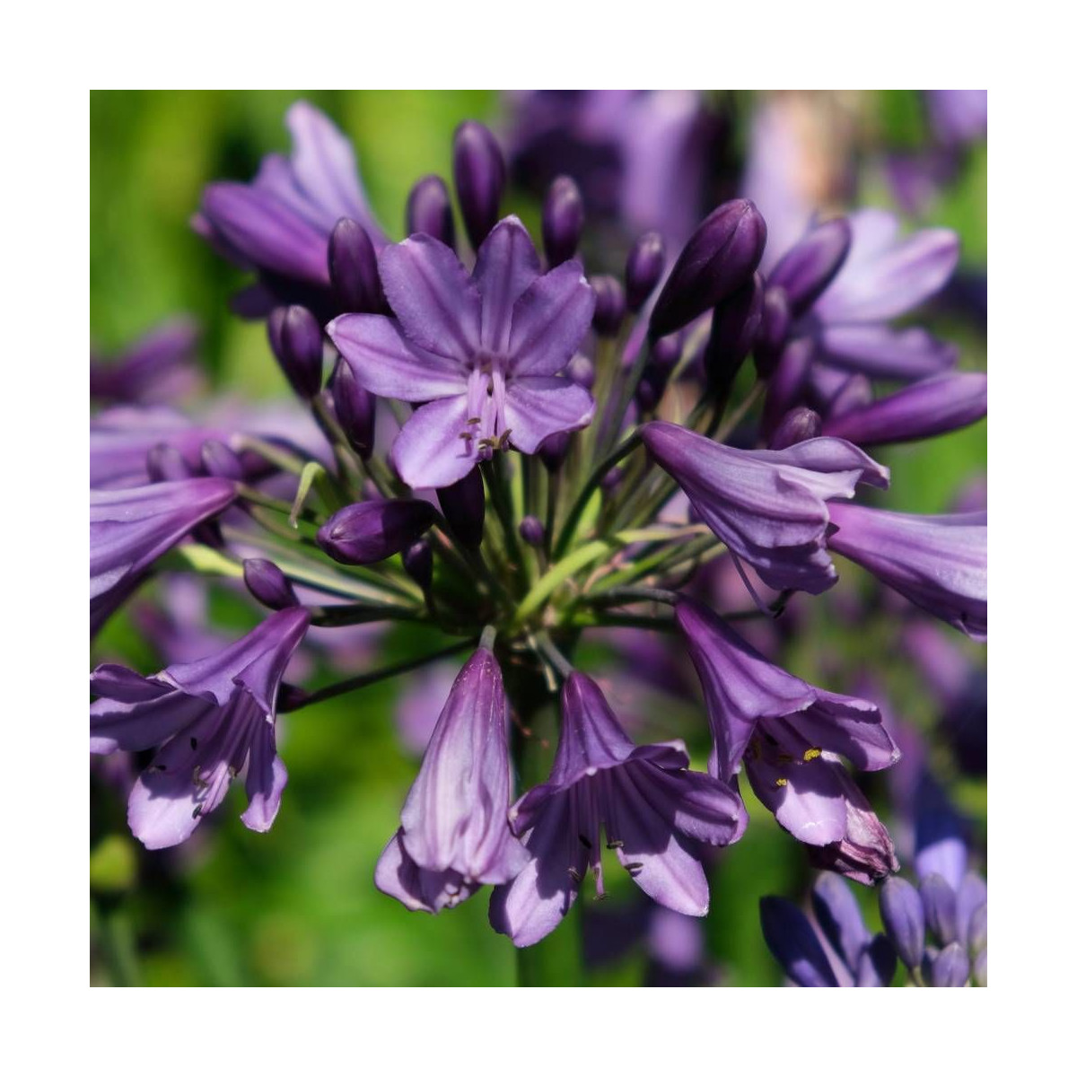 Agapanthe x Poppin' Purple® 'MP003'