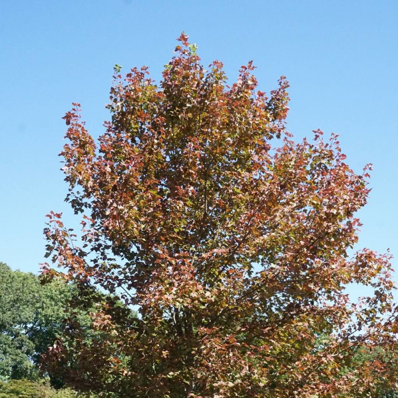 Érable freemanii Armstrong, Acer