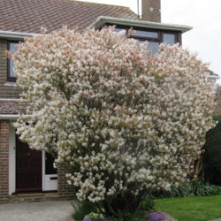Amélanchier à feuilles d'aulne Smokey, Amelanchier alnifolia