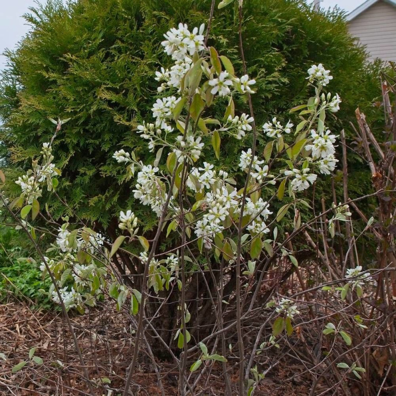 Gros plan sur les fleurs blanches printanières de l'Amélanchier Prince William