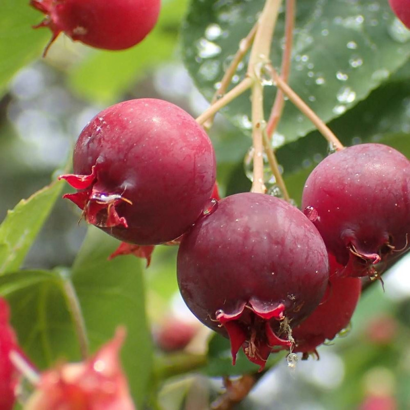 Baies comestibles noir pourpré de l'Amelanchier commun en été