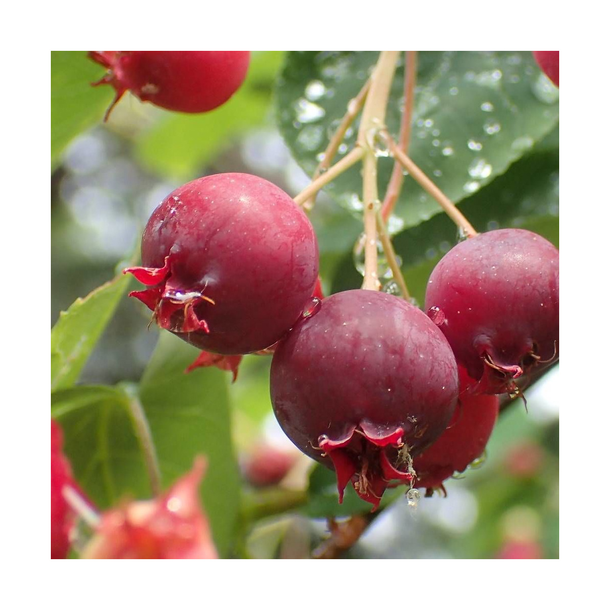 Baies comestibles noir pourpré de l'Amelanchier commun en été