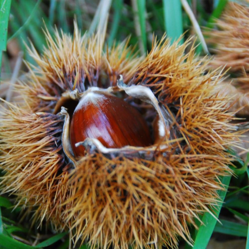 Châtaignier Patouilette