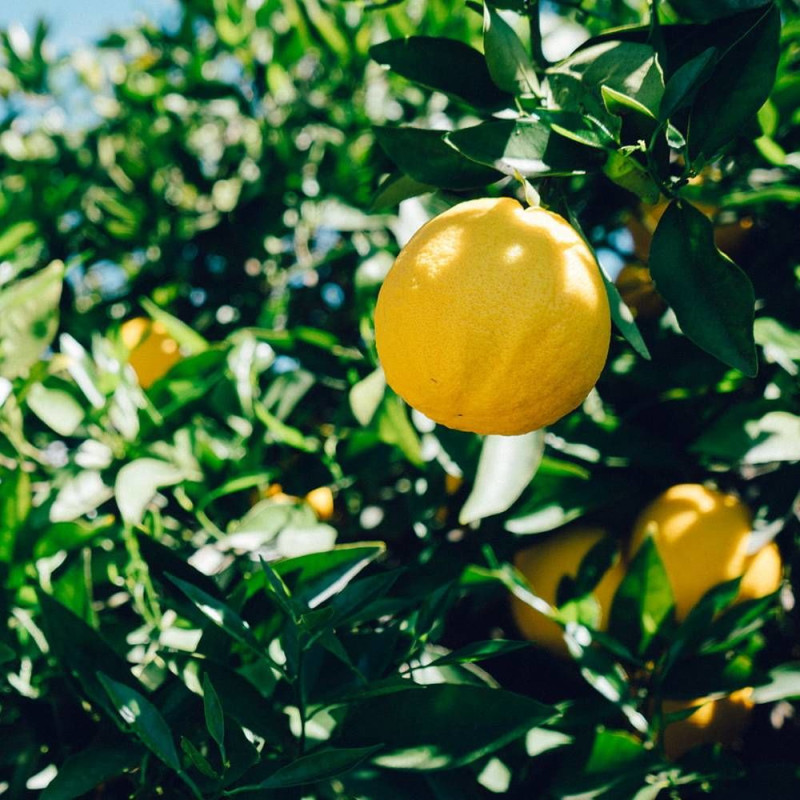Citronnier 4 Saisons, Citrus