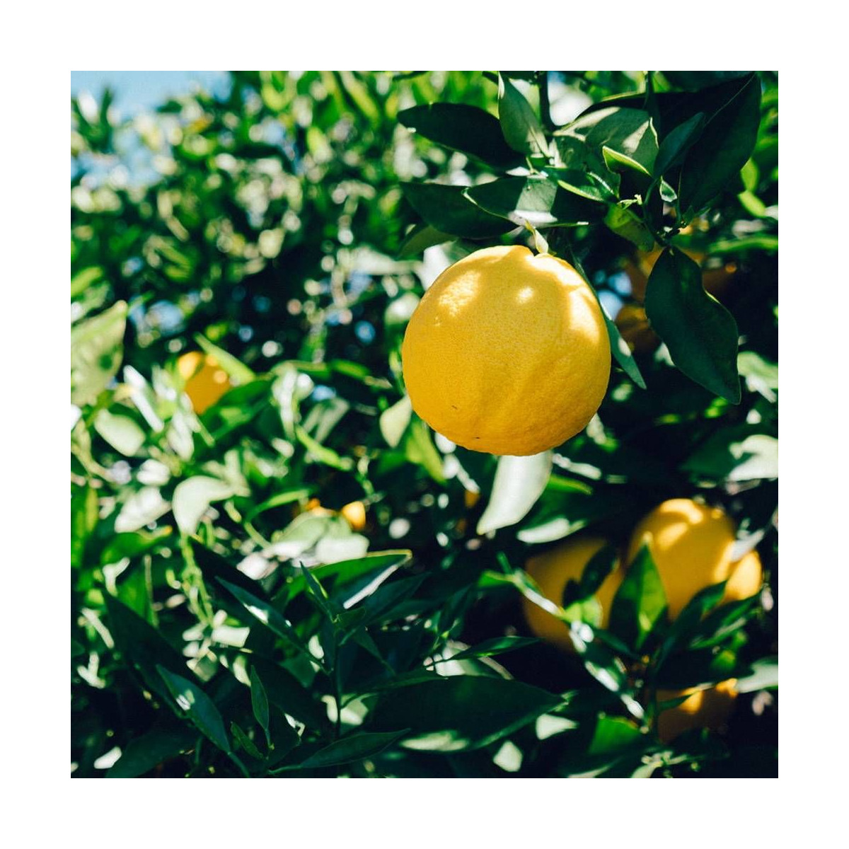 Citronnier 4 Saisons - Citrus Limon '4 Saisons' En Godet - Bouture, Production De Citrons Toute L'année