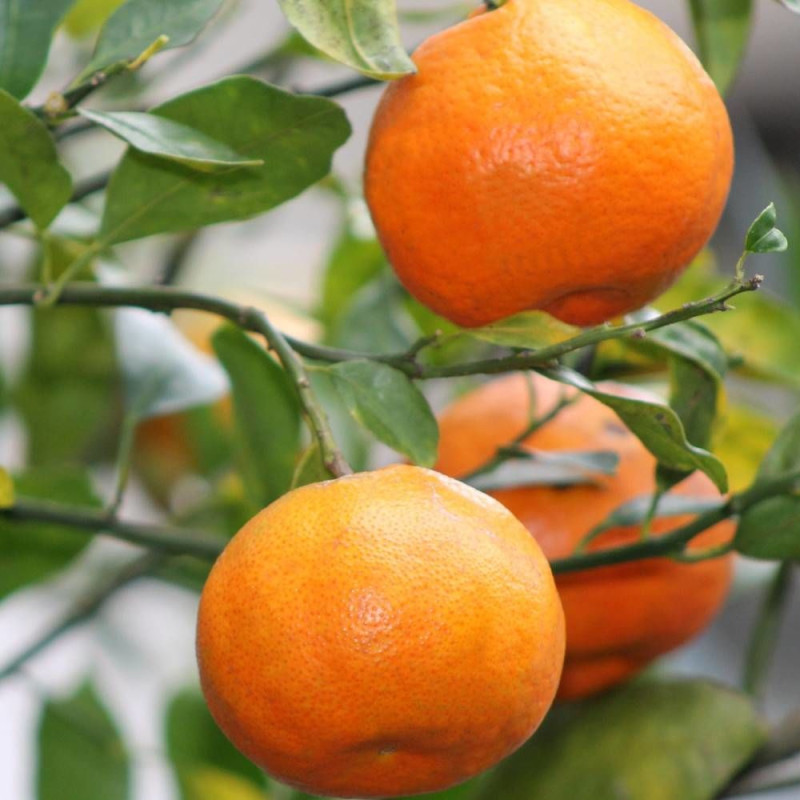 Mandarinier Satsuma, Citrus