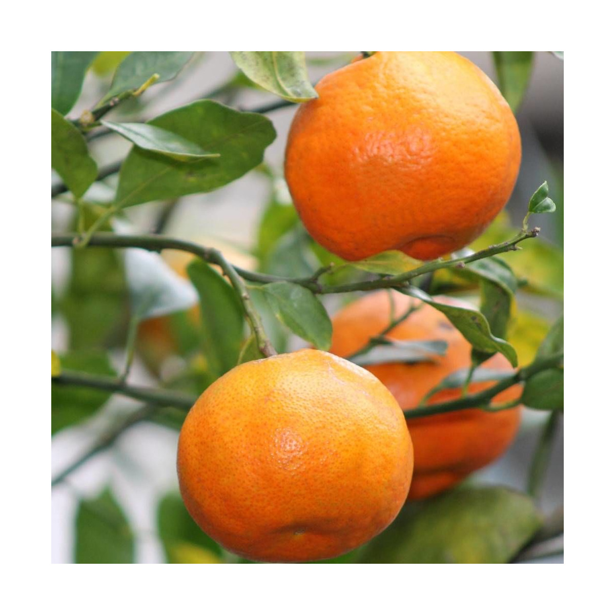 Mandarine reticulata Satsuma Mandarine reticulata Satsuma