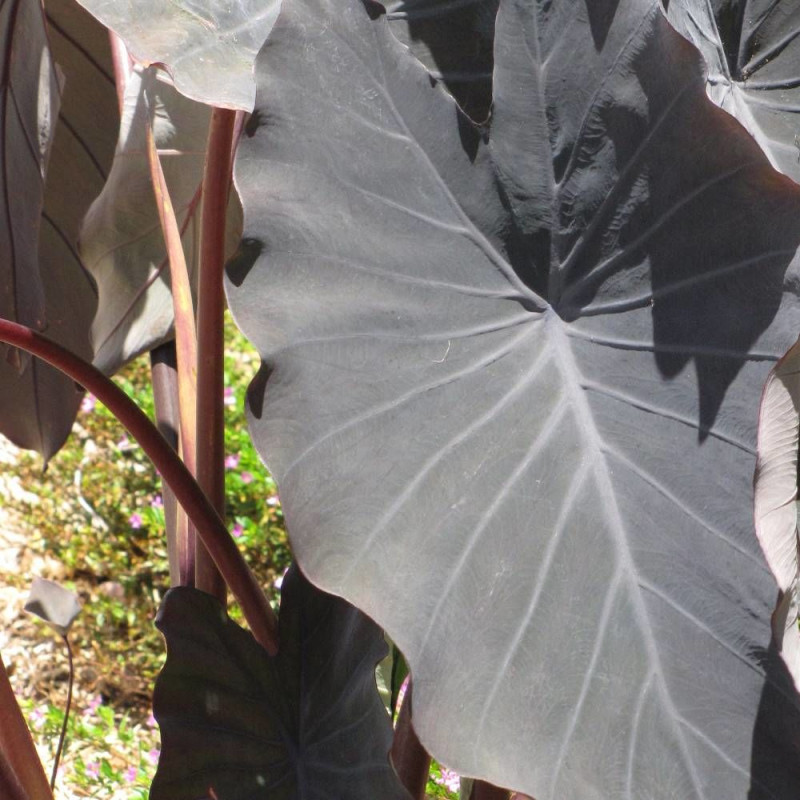 Colocasia Black Magic, Oreille d'éléphant