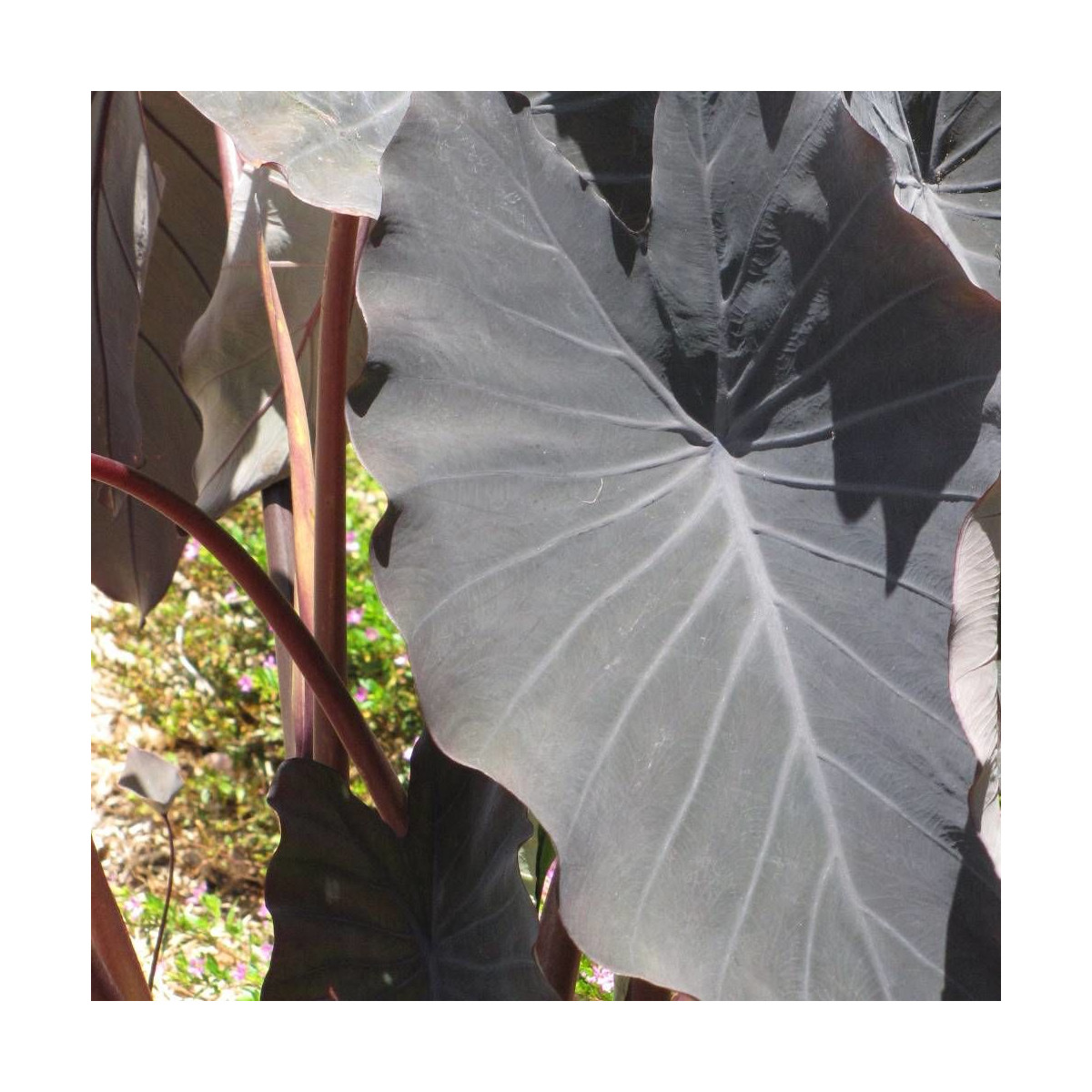 Colocasia Black Magic