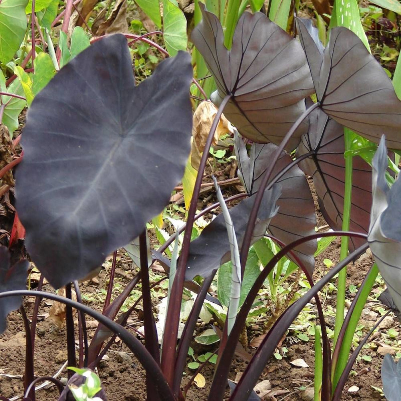 Colocasia Black Magic, Oreille d'éléphant