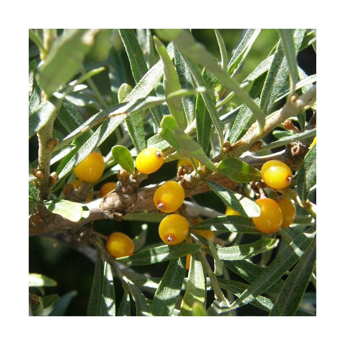 Elaeagnus Pointilla® 'Fortunella', Chalef d'automne à baies de goumi
