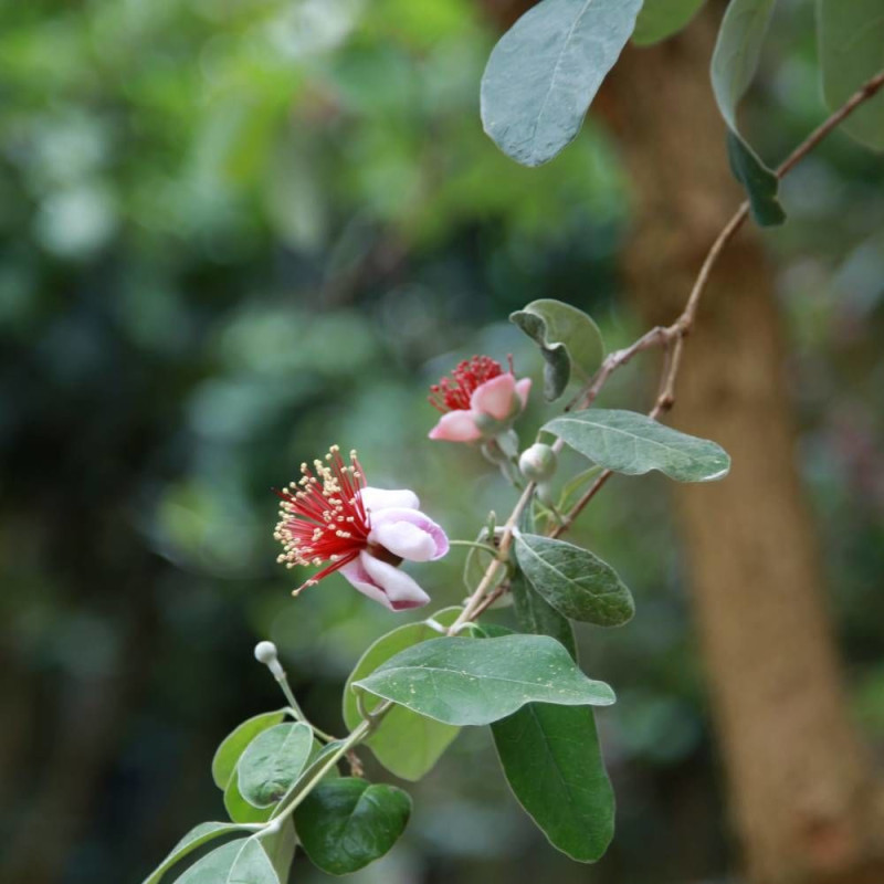 Goyavier du Brésil Triumph, Acca, Feijoa