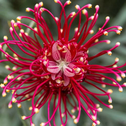 Grevillea juniperina