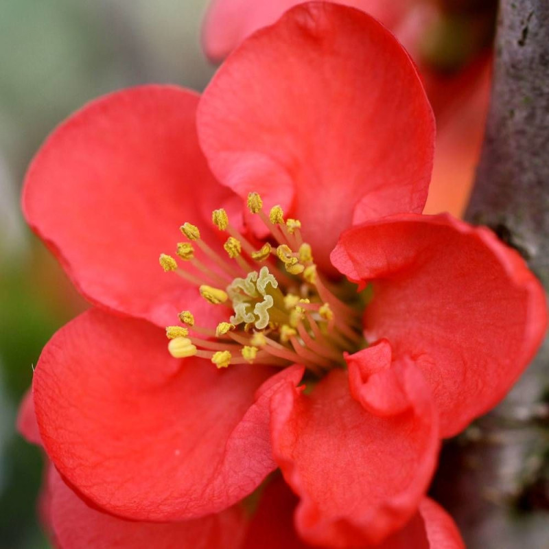 Cognassier du Japon Red Kimono® 'Ainoomoi', Chaenomeles
