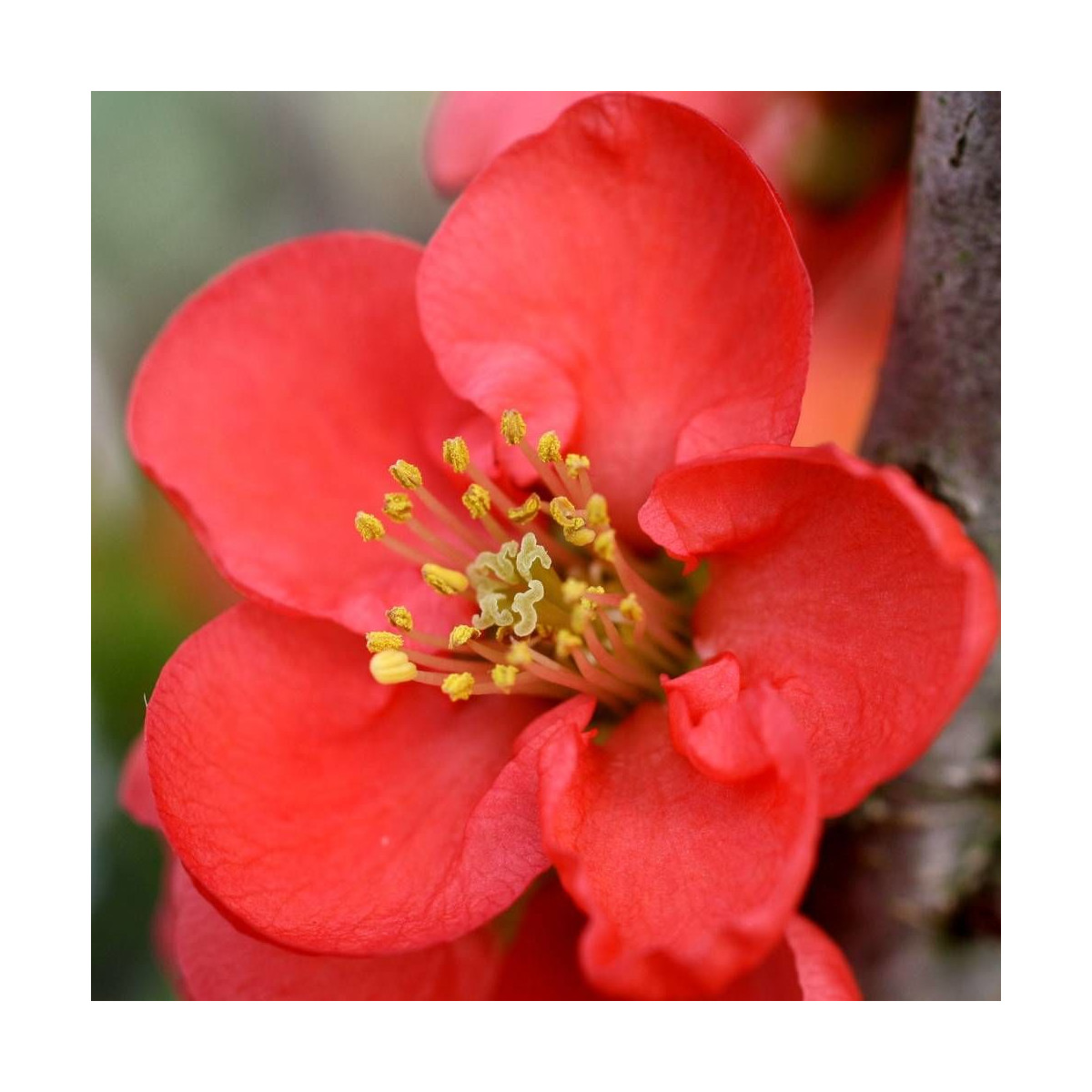 Cognassier du Japon Red Kimono® 'Ainoomoi', Chaenomeles