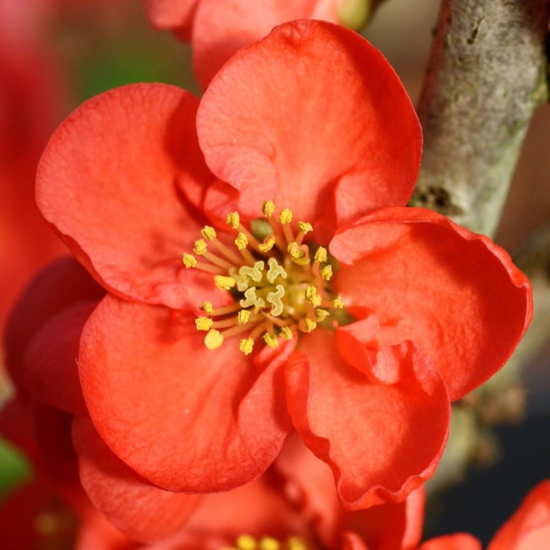 Cognassier du Japon Red Kimono® 'Ainoomoi', Chaenomeles