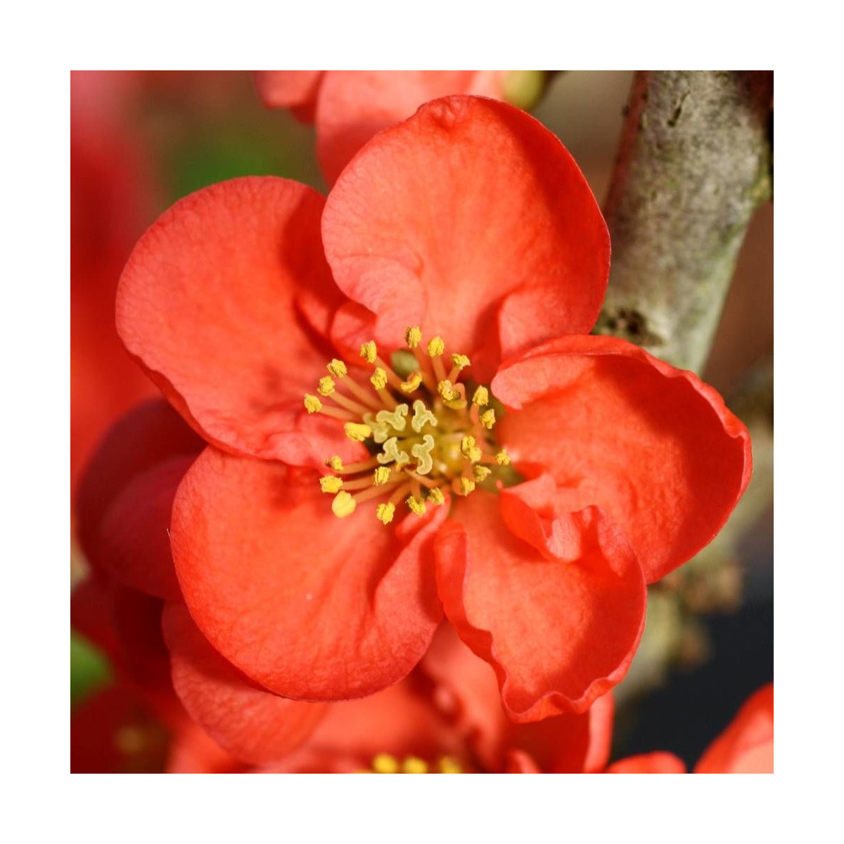 Cognassier du Japon Red Kimono® 'Ainoomoi', Chaenomeles