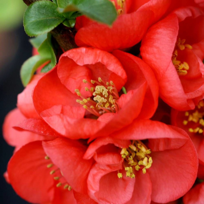 Cognassier du Japon Red Kimono® 'Ainoomoi', Chaenomeles