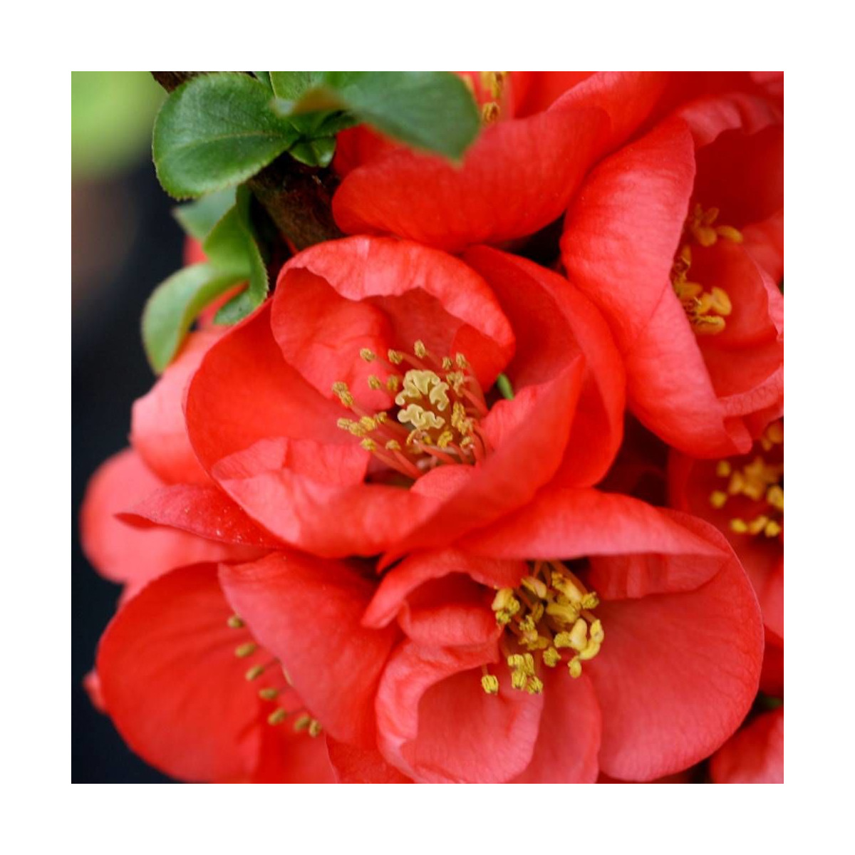 Cognassier du Japon Red Kimono® 'Ainoomoi', Chaenomeles