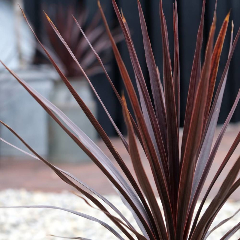 Cordyline australe Little Red Star® 'Filiresta'