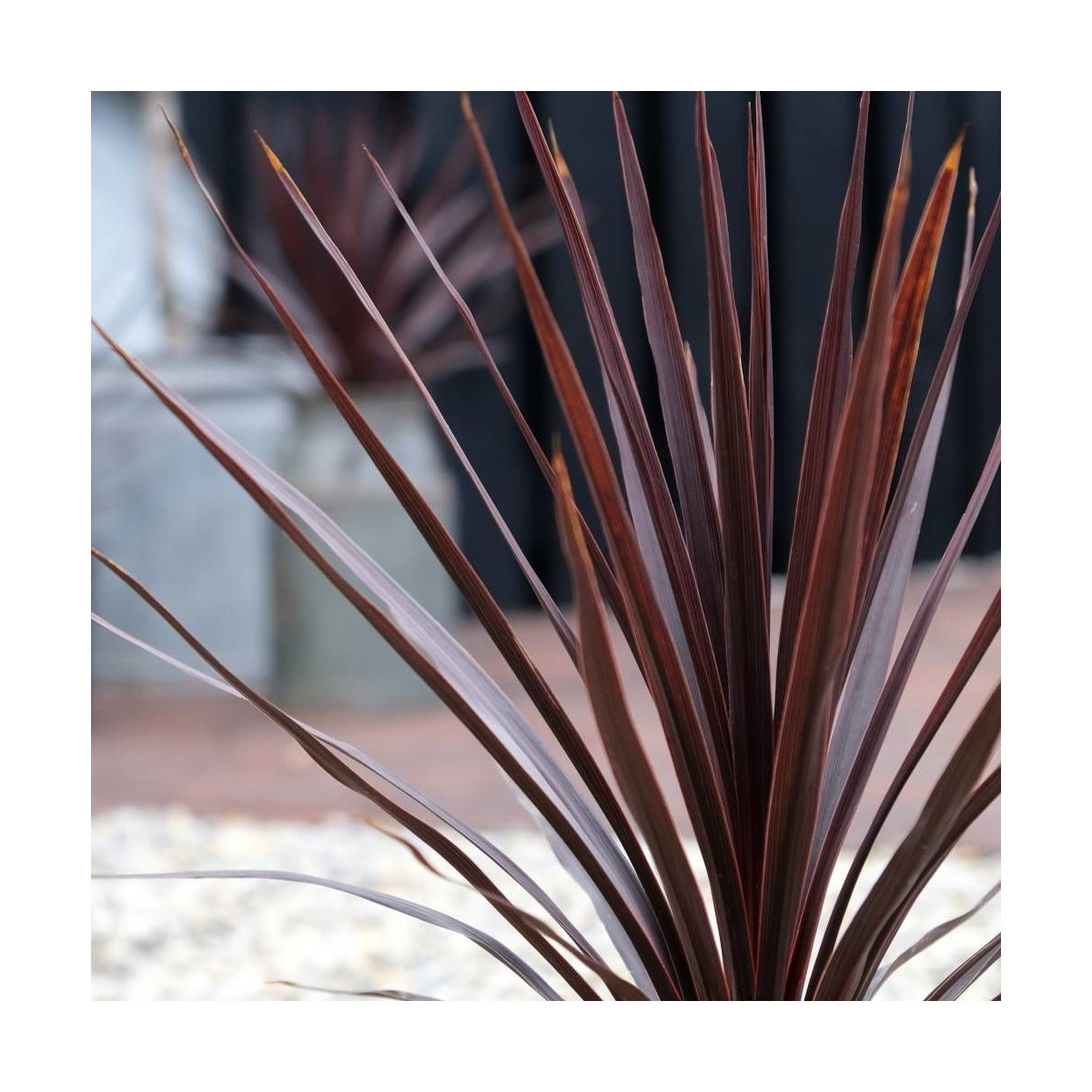 Cordyline australe Little Red Star® 'Filiresta'
