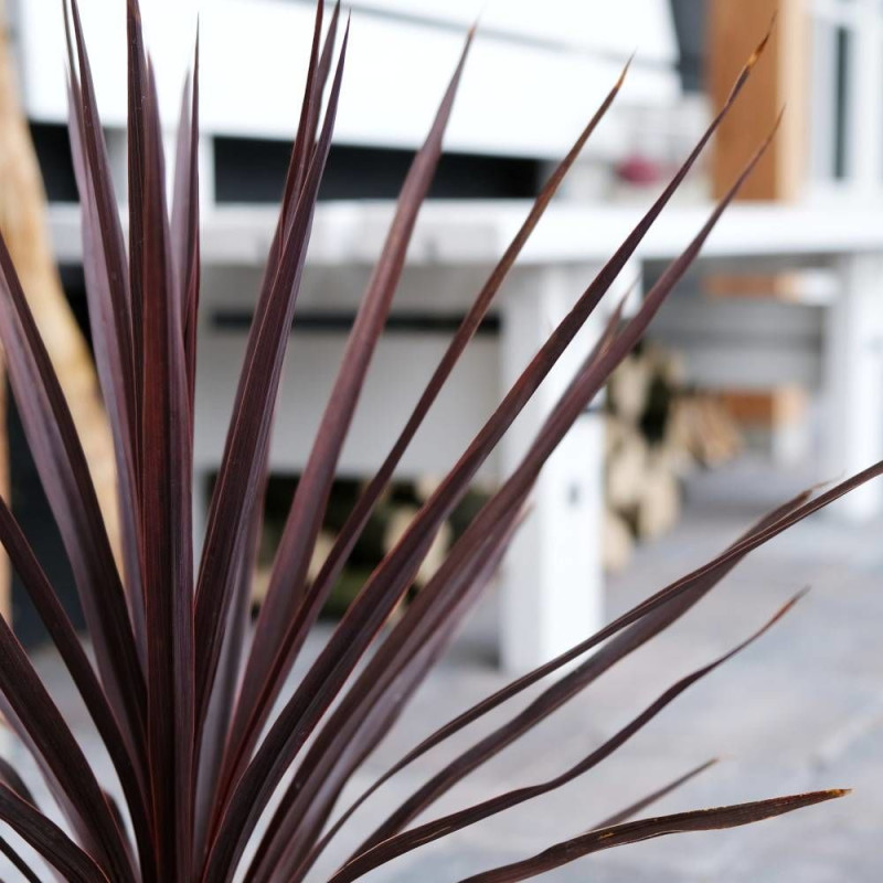 Cordyline australe Little Red Star® 'Filiresta'