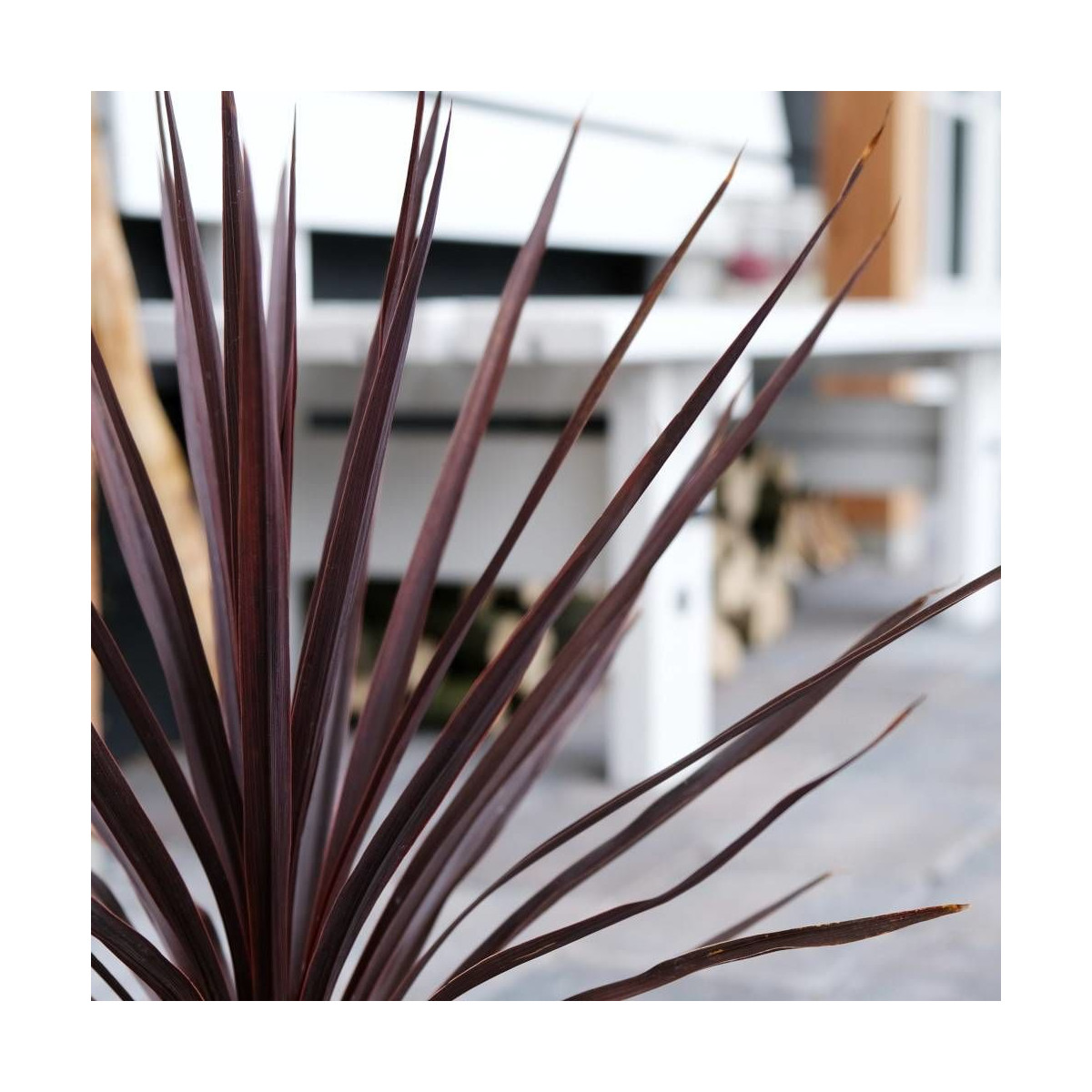 Cordyline australe Little Red Star® 'Filiresta'
