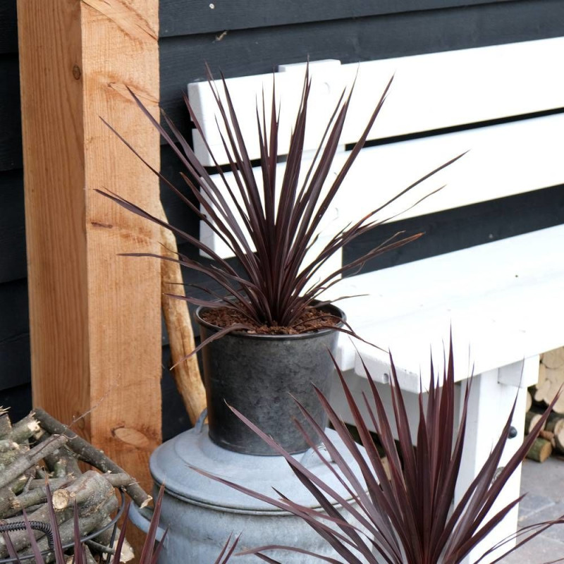 Cordyline australe Little Red Star® 'Filiresta'