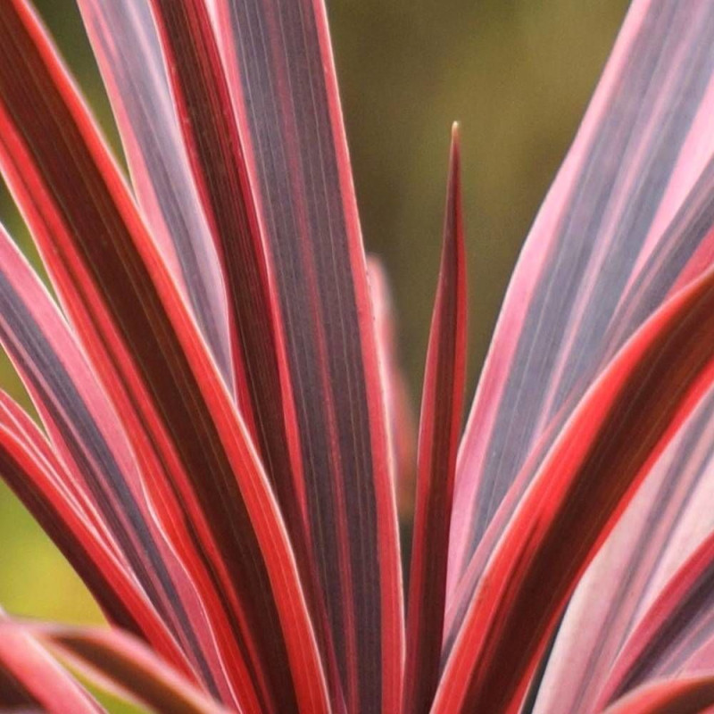 Cordyline australe Pink Star® 'TUS019'
